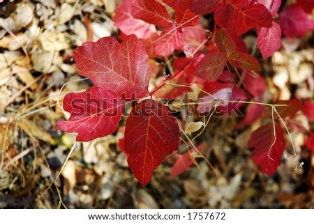 poison oak pictures of rash. Cluster resembles an oak leaf,