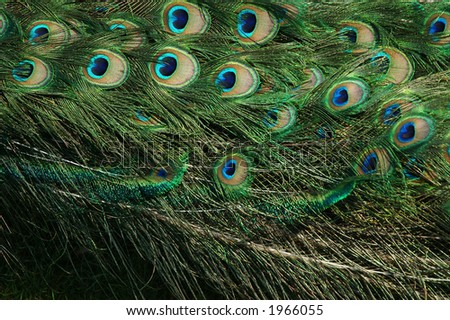 Wallpapers Of Peacock Feather. peacock backgrounds