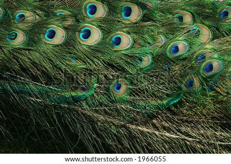 peacock backgrounds Wallpapers Of Peacock Feather. peacock backgrounds