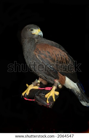 A hawk on a gloved hand over black