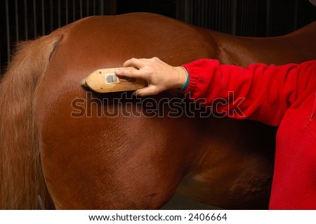 Equine health-care, Horse grooming, brushing the horse down after a ride