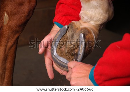 Equine healthcare - Horse Shoe Cleaning
