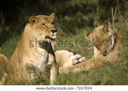 Lion pride resting with one lioness sticking tongue out to catch more of the scent in the air