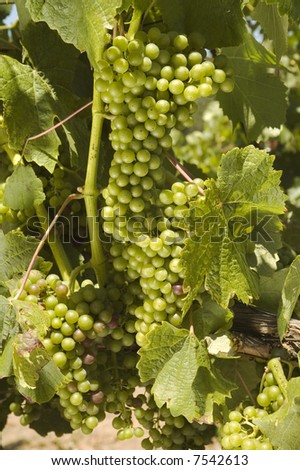 ripening red grapes on the vine in a vineyard in Napa Valley, California