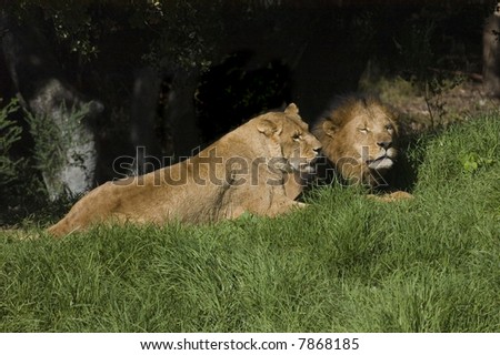 Lion and lioness resting