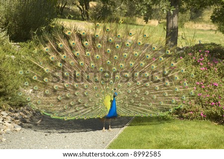 Peacock fanning it\'s tail feathers in the garden