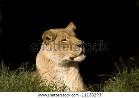 Lioness watching and waiting in the grass and trying to catch a scent on the wind
