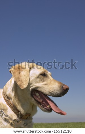 A female White Labrador dog with copy space above in blue sky