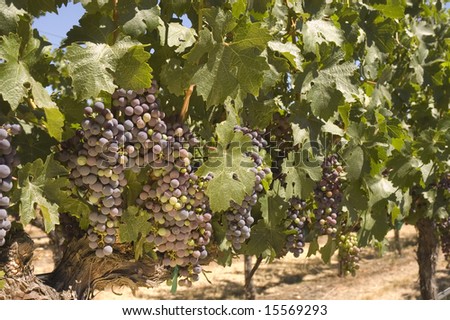 ripening red grapes on the vine in a vineyard in Napa Valley, California