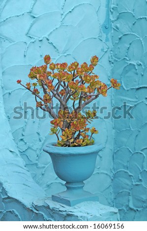 Jade plant in turquoise pot on against a turquoise colored stucco wall