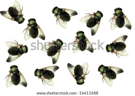 Finding+Dead+Flies+In-House Finding Dead Flies In House http://www.shutterstock.com/pic-16611688 ...