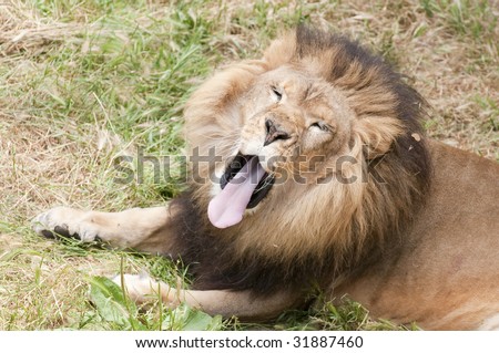 King of the jungle during a rest having a yawn