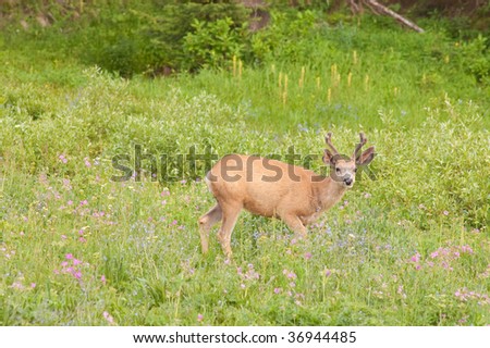 male Mule deer tiptoeing through the wildflowers