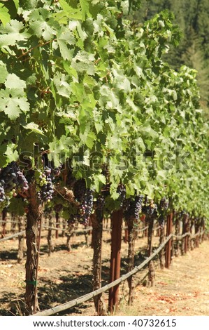 Grapes growing on the vine in Northern california