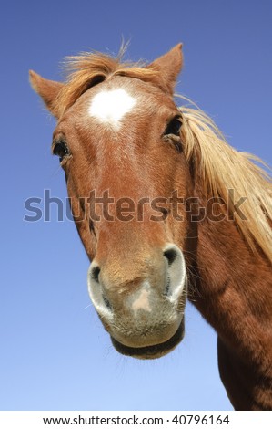 stock photo Closeup of horse head from low angle giving a goofy look to 