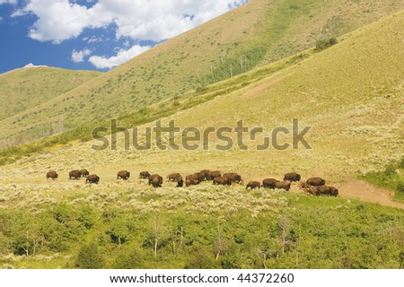 buffalo herd in the Tetons national park at a safe distance