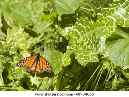 monarch butterfly resting on a leaf during the february migration through california