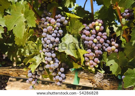 grapes on the vine in a vineyard in Napa Valley, California