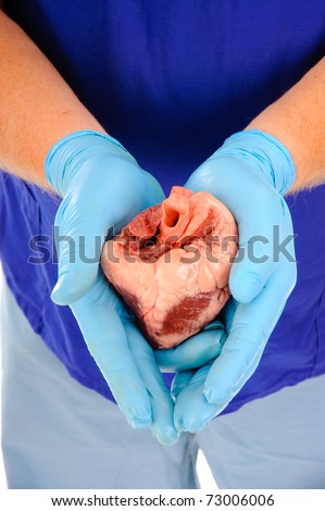 Surgeon holding heart ready for transplant