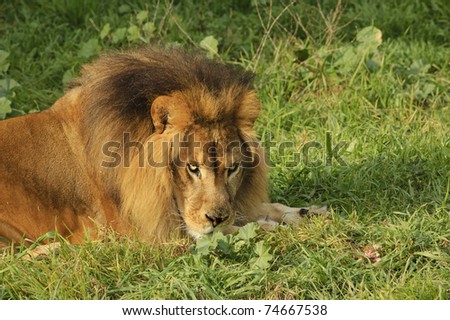 Male Lion in repose watching with intent in the setting sun