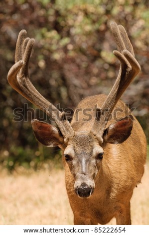 Californian Black-tailed buck looking at the viewer