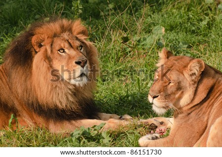 closeup of a Lion and lioness resting while eating a meal, she has some between her paws