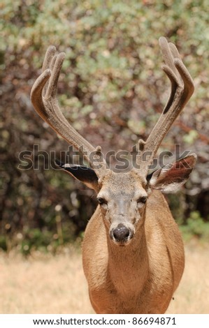 closeup of a Californian Black-tailed buck looking directly at the viewer
