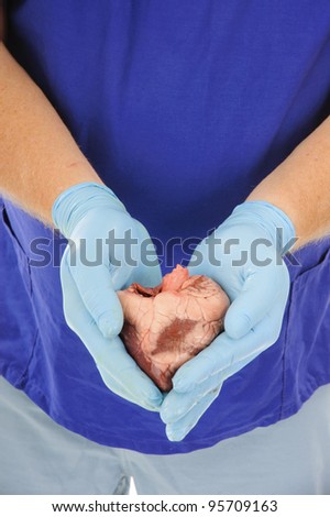 closeup of Surgeons gloved hands holding heart ready for transplant