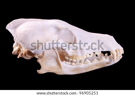 Canis Skull