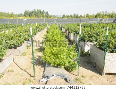 Cannabis growing on a legal medical grow farm in Washington