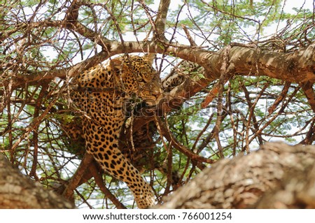 Closeup of a  Leopard (scientific name: Panthera pardus, or \