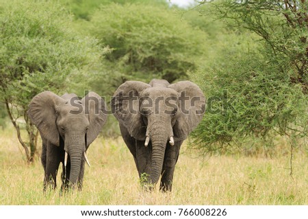 Closeup of African Elephant (scientific name: Loxodonta africana, or 