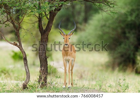 Closeup of Impala (scientific name: Aepyceros melampus, or \