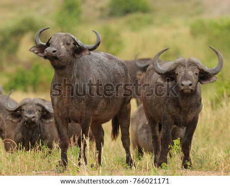 Closeup of Buffalo (scientific name: Syncerus caffer or \