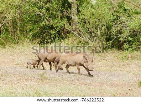 Warthog family (scientific name: Phacochoerus aethiopicus, or \