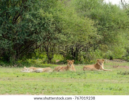 Lion pride resting (scientific name: Panthera leo, or \