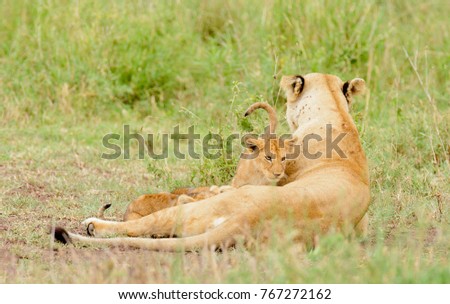 Closeup of a  Lion pride (scientific name: Panthera leo, or \