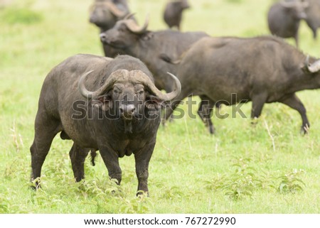 Closeup of Buffalo (scientific name: Syncerus caffer or \