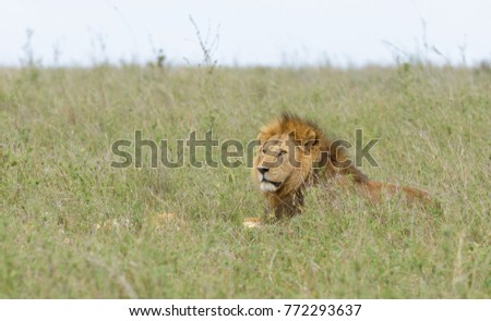 Closeup of a  Lion pride (scientific name: Panthera leo, or \