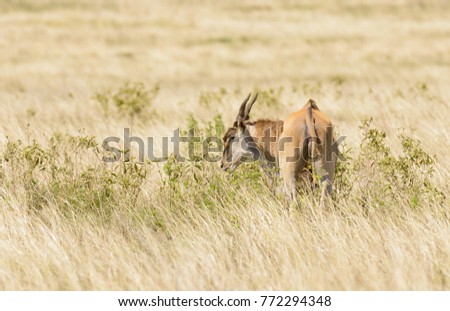 Eland (scientific name: Taurotragus oryx or 