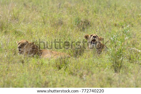 Closeup of a  Lion pride in the grass (scientific name: Panthera leo, or \