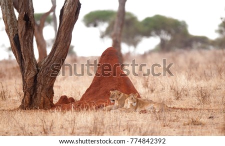 Lion pride resting by termite hill (scientific name: Panthera leo, or \
