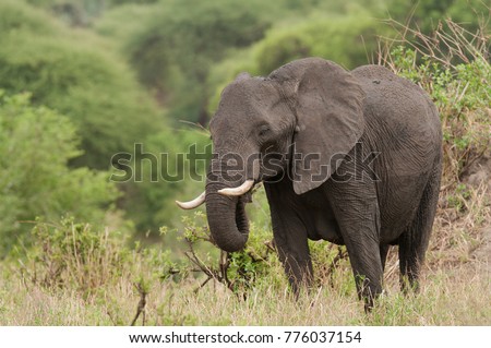 Closeup of African Elephant (scientific name: Loxodonta africana, or \