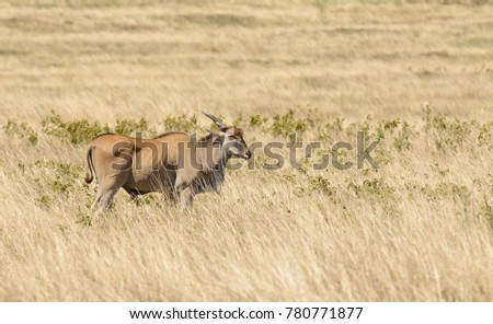 Eland (scientific name: Taurotragus oryx or \