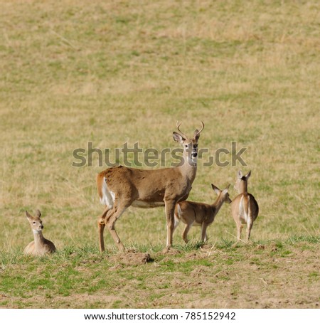 male (buck) Whitetail deer (odocoilus virginianus) with other deer