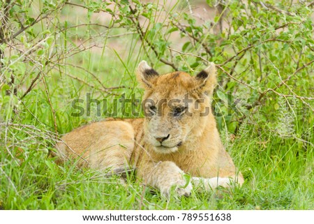 Closeup of a  Lion cub in the rain (scientific name: Panthera leo, or 