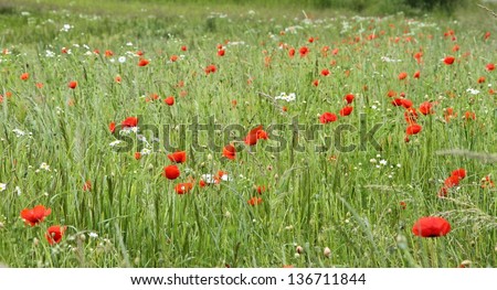 Flower field with red flowers in denmark
