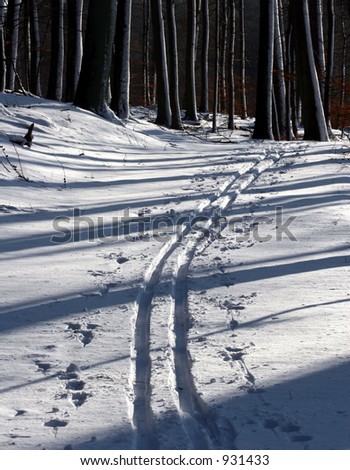 ski in snow in the forest of rudeskov in denmark
