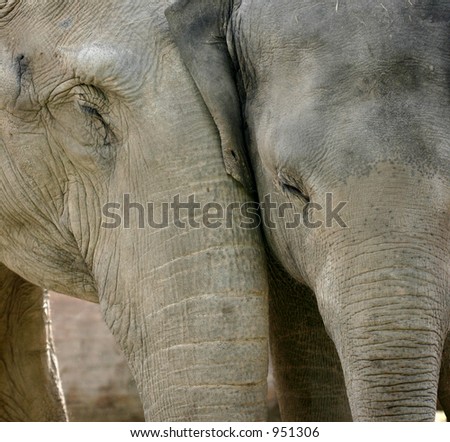 wild animals at the zoo of copenhagen, elephants in love