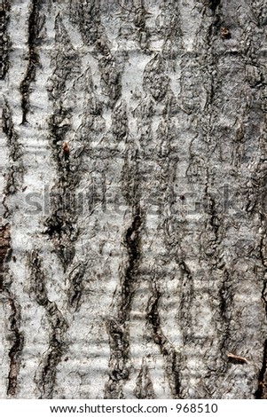 forest , closeup on  tree trunks (not created abstractions, curves, lines, patterns)